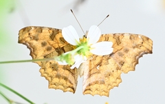 Polygonia c-aureum