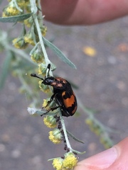 Nicrophorus vespilloides