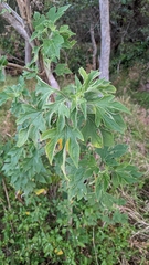 Tithonia diversifolia