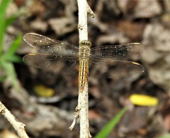 Brachythemis contaminata