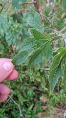 Tithonia diversifolia