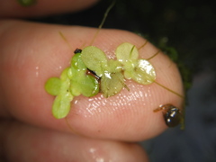 Lemna minor