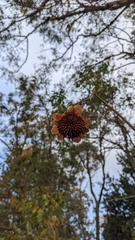 Tithonia diversifolia