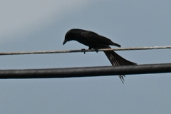 Dicrurus macrocercus