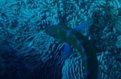 Thalassoma lunare