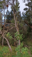 Tithonia diversifolia