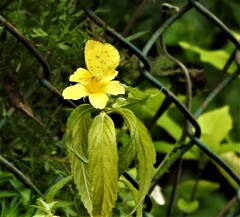 Eurema blanda