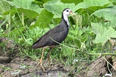 Amaurornis phoenicurus