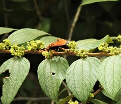 Pompilidae