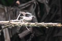 Spodiopsar cineraceus