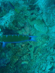 Thalassoma lunare