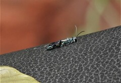 Chalybion bengalense