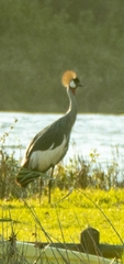 Balearica regulorum regulorum