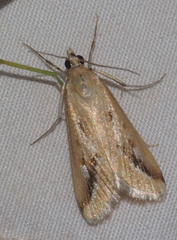 Achyra massalis