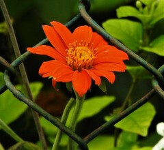 Zinnia elegans
