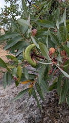 Pistacia