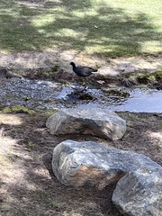 Gallinula tenebrosa