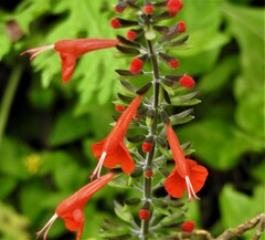Salvia coccinea