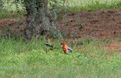 Platycercus eximius