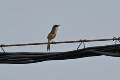 Prinia flaviventris
