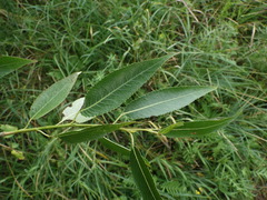 Salix euxina