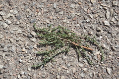 Andrachne telephioides