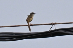 Prinia flaviventris