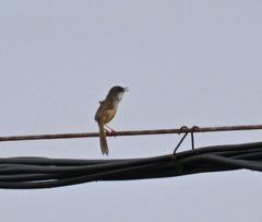 Prinia flaviventris