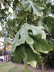Brachychiton acerifolius