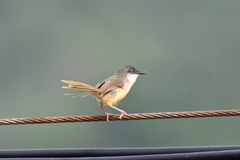 Prinia flaviventris