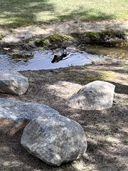 Gallinula tenebrosa