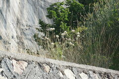 Pterocephalus plumosus