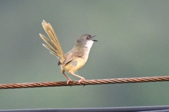 Prinia flaviventris