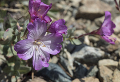Epilobium siskiyouense