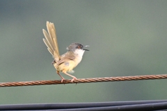 Prinia flaviventris