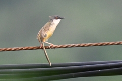 Prinia flaviventris