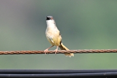 Prinia flaviventris
