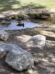 Gallinula tenebrosa