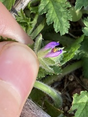 Erodium moschatum
