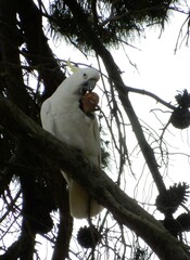 Cacatua galerita