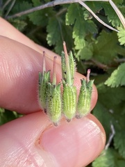Erodium moschatum