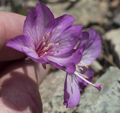 Epilobium siskiyouense