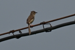 Prinia flaviventris