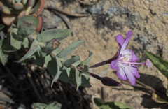 Epilobium siskiyouense