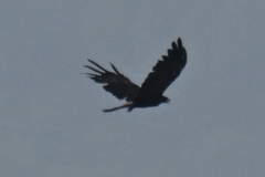 Ictinaetus malaiensis