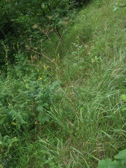 Chaerophyllum bulbosum