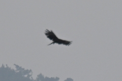 Ictinaetus malaiensis