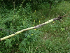 Chaerophyllum bulbosum
