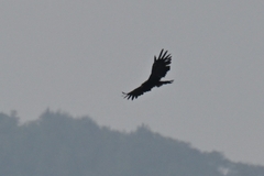 Ictinaetus malaiensis