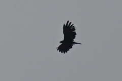 Ictinaetus malaiensis